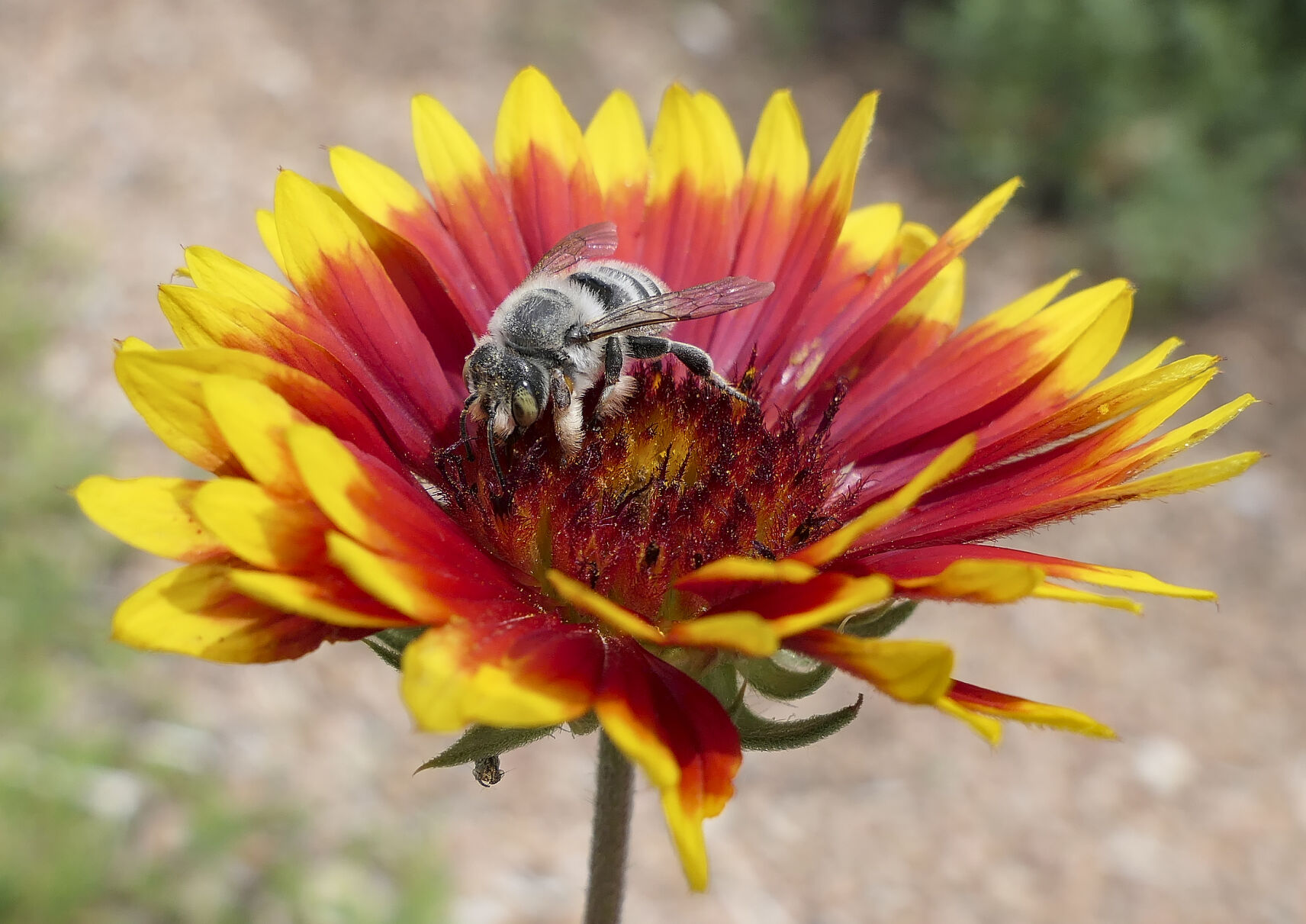Anthophora male_Gaillardia1.jpg